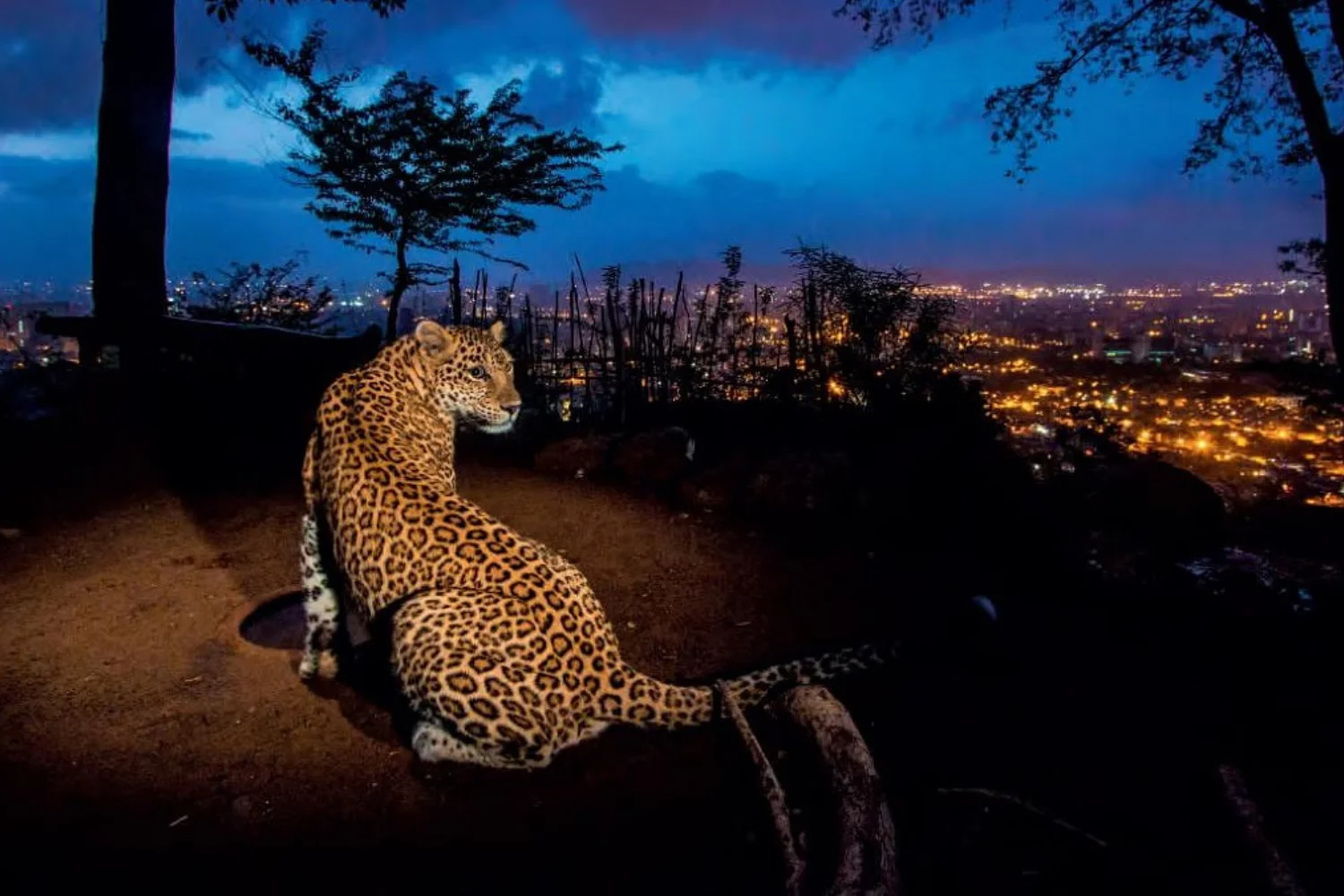 evening-leopard-safari