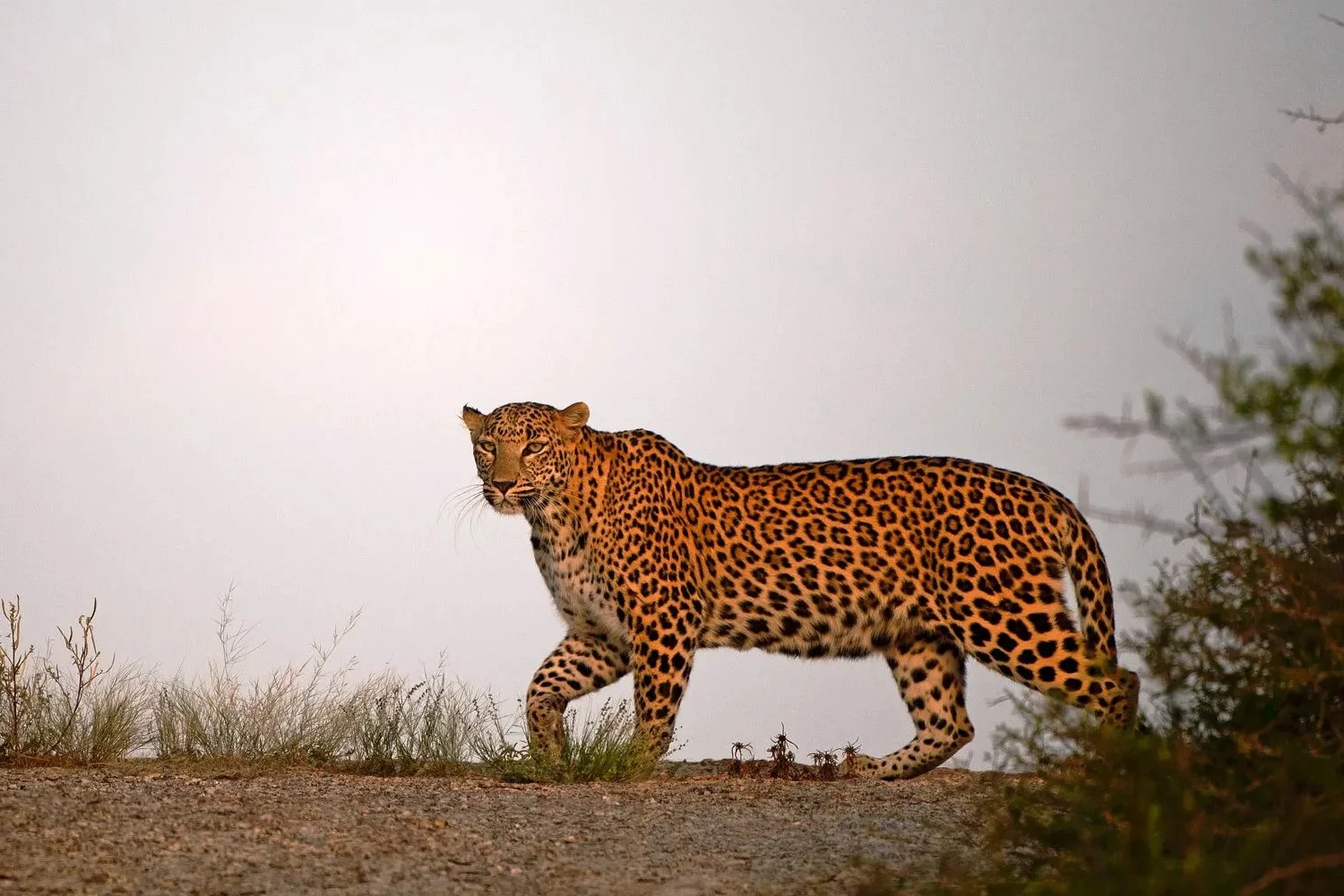 morning-leopard-safari
